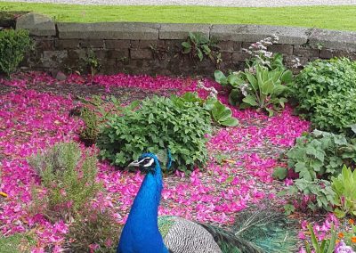 Beautiful peacock walking in the garden