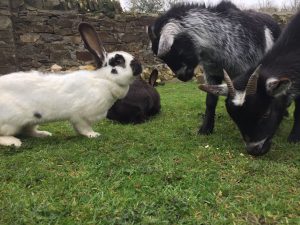 A white rabbit and a black goat eating grass