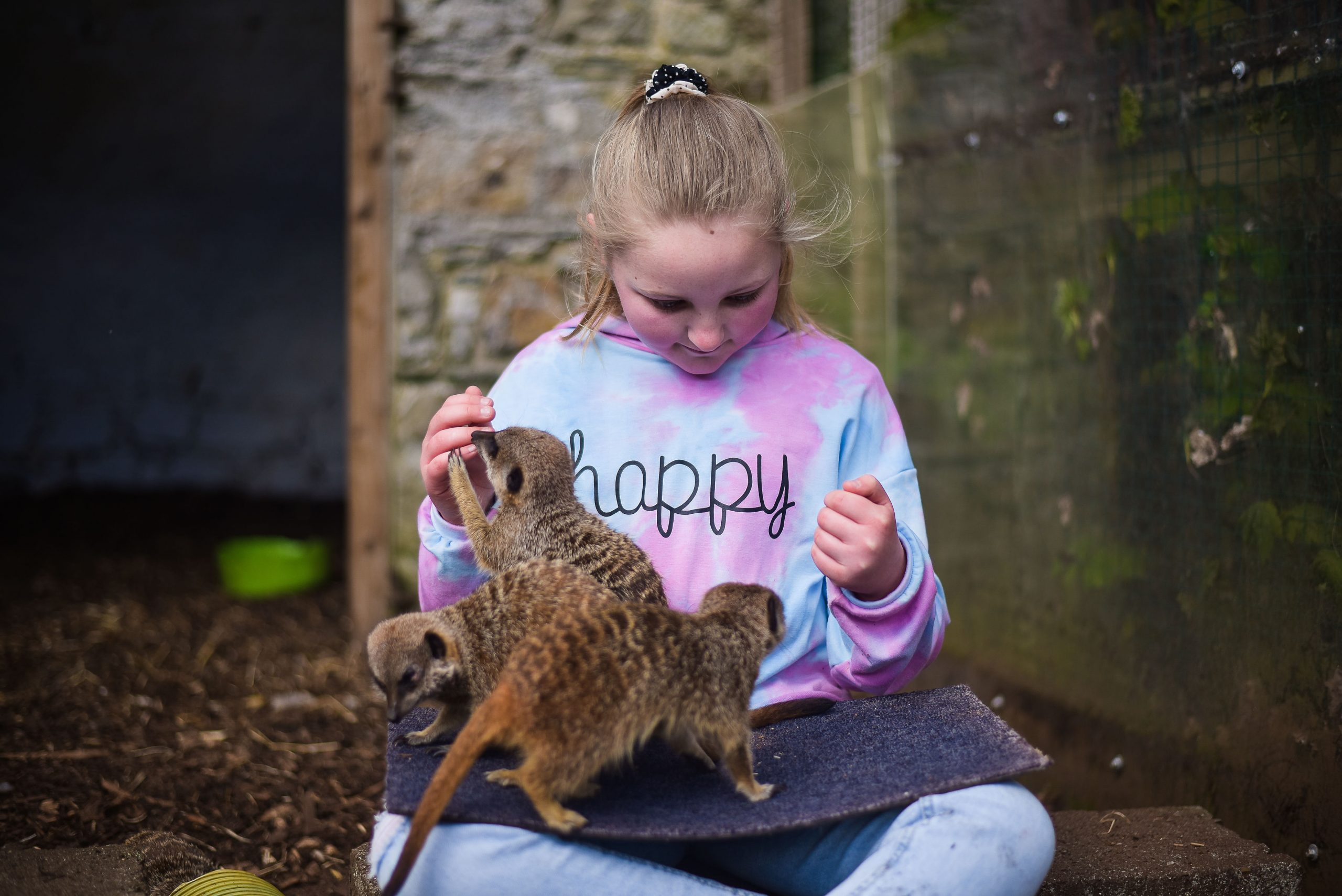 Little girl sitting down with baby meerkats on her lap