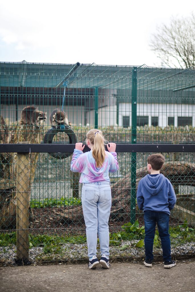 Little girl and boy standing at the fence looking at the animals