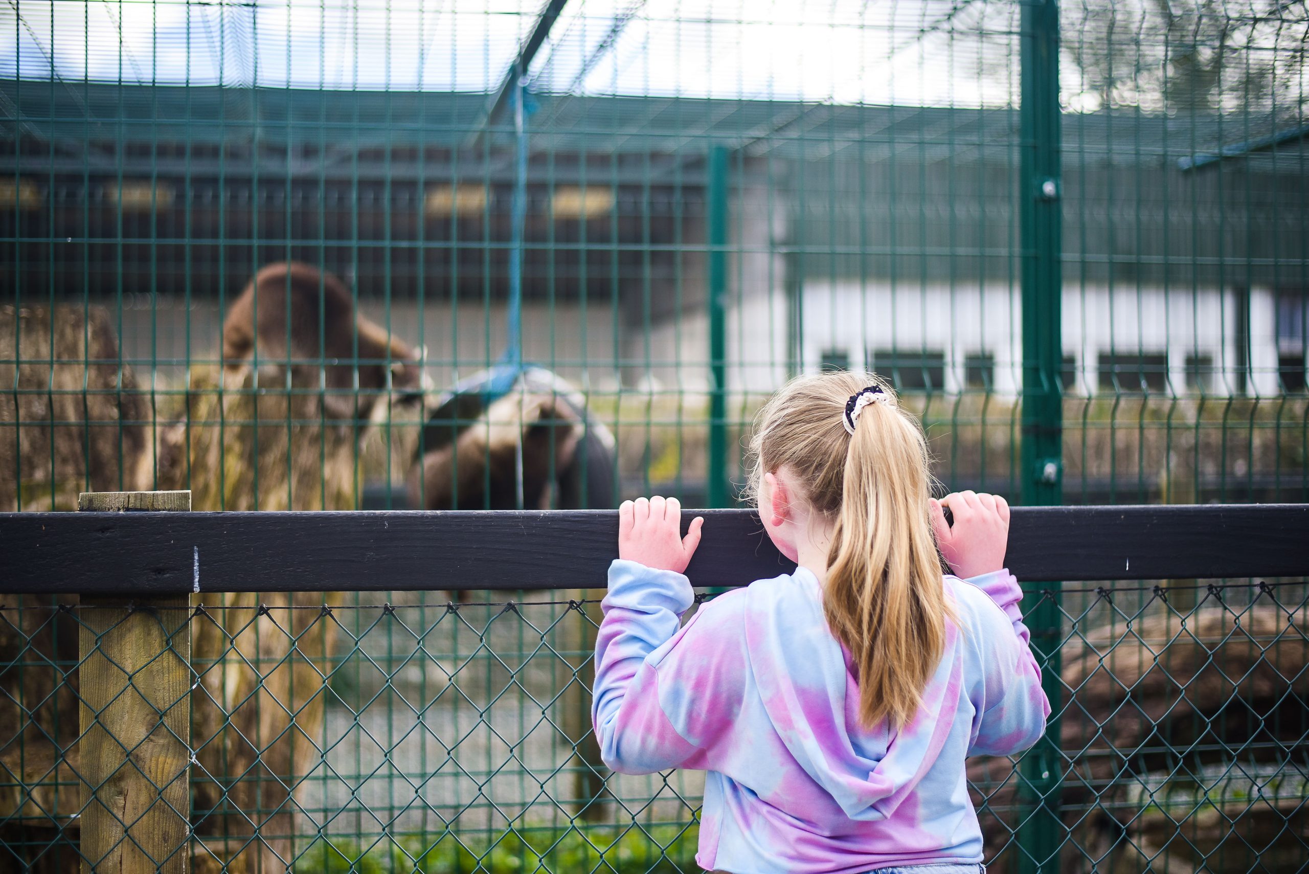 Little girl standing at the fence looking at the animals