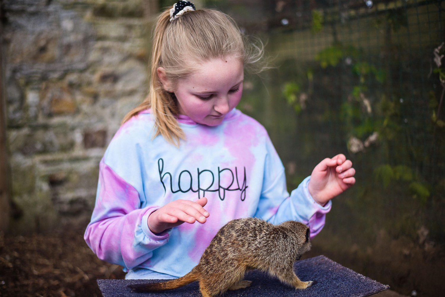 Young girl with a meerkat on her lap at Wells House during a supervised Meet the Meerkat Experience